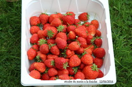 fraisiers