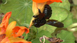Avez-vous des abeilles charpentières dans votre jardin ?