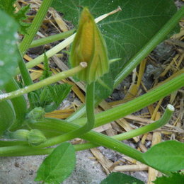 COURGETTES