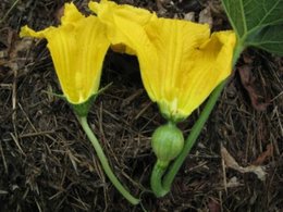 COURGETTES