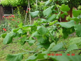 Avancement des travaux dans le potager