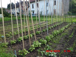 C'est la fin des haricots !