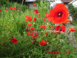 toujours le bouquet 