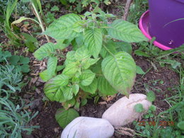 Confirmation nom de cette plante