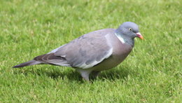 Ou sont les oiseaux dans votre jardin ?