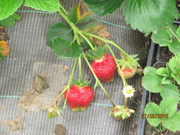 Dans votre jardin, vous avez des fraisiers 