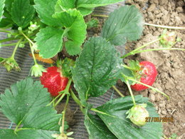 Dans votre jardin, vous avez des fraisiers 