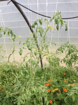 Taille des plants de tomates