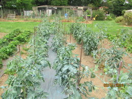 Taille des plants de tomates