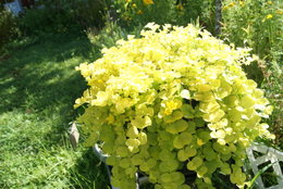 Quelles fleurs dans petite jardiniere en fonte ?