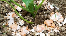 bestioles sous les feuilles de tomates !