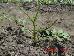 bestioles sous les feuilles de tomates !