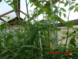 bestioles sous les feuilles de tomates !