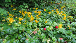 Quelles fleurs dans petite jardiniere en fonte ?