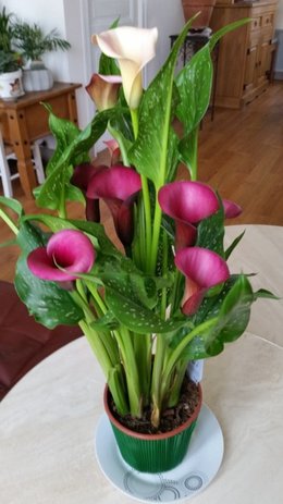 arum coloré (calla?)