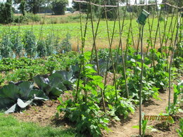 Haricots nains ou à rames ?