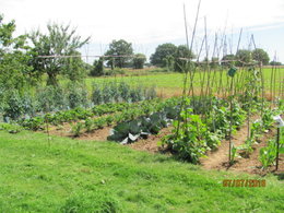 Haricots nains ou à rames ?