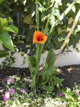 arum coloré (calla?)