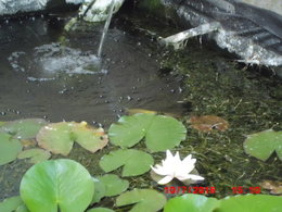 JARDIN et FLEURS