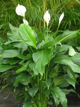 SPATHIPHYLLUM     ........