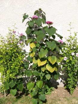 Clerodendron bungei