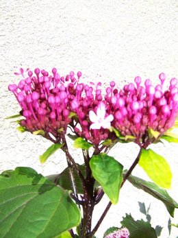 Clerodendron bungei