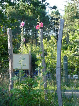 Rose trémière - Althaea rosea 