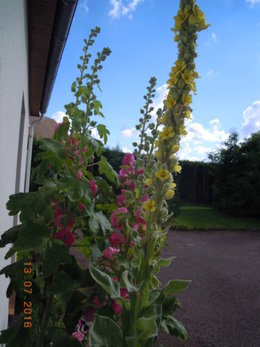 Rose trémière - Althaea rosea 