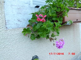   geraniums lierres