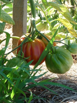 Le mildiou de la tomate