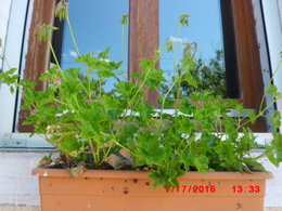   geraniums lierres