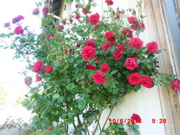 Mes roses ...........