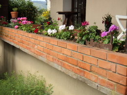   geraniums lierres