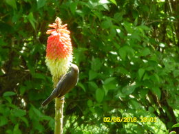 Ou sont les oiseaux dans votre jardin ?