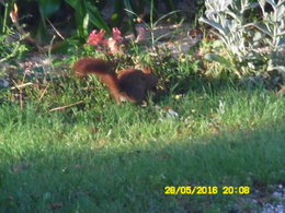 Ou sont les oiseaux dans votre jardin ?