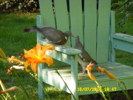 Ou sont les oiseaux dans votre jardin ?