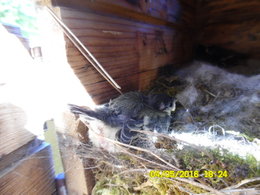 Ou sont les oiseaux dans votre jardin ?