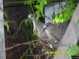 Ou sont les oiseaux dans votre jardin ?