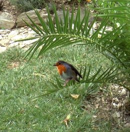 Ou sont les oiseaux dans votre jardin ?