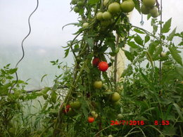 si on reparlait des tomates greffées