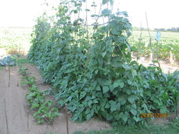 Des haricots à rames dans votre potager ?