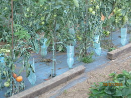 si on reparlait des tomates greffées