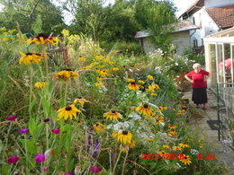 mes fleurs de JUILLET