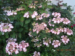 Hortensias et Hydrangeas