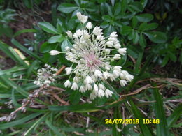 mes fleurs de JUILLET