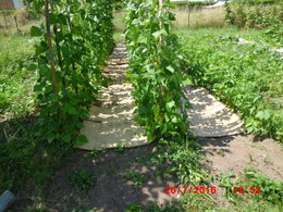 Paillage de blé envahissant au potager