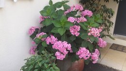 Hortensias et Hydrangeas