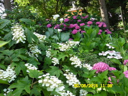 Hortensias et Hydrangeas