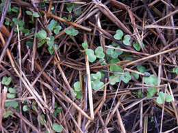 Feuilles de radis trouées