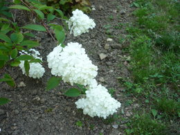 Hortensias et Hydrangeas